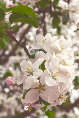 Blossom apple branch