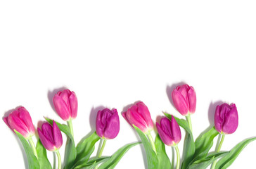 pink tulips