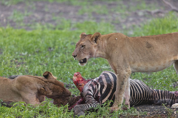 Lions hunting zebra