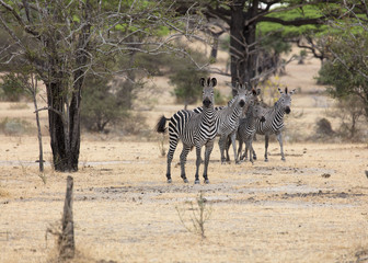 Obraz premium zebra safari Tanzania , Africa