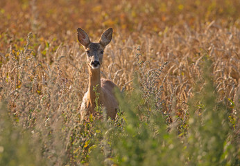 Roe deer (Capreolus capreolus)