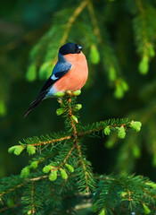 beautiful male bullfinch