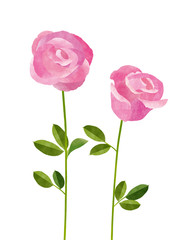 バラ　水彩イラスト