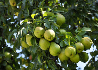 Pear branch with lots of fruits and leaves against the sky