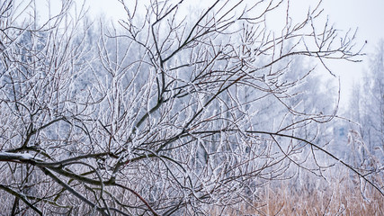 Obraz premium Frozen trees covered snow or hoarfrost. Winter landscape scene