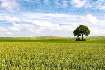 Green wheat field on a nice summer day in Srem - 137762638