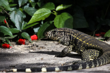 Close up of a Black and white tegu, Atlantic Rainforest, Brazil