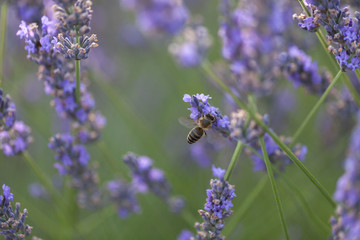 close up bee on the lavender flowers