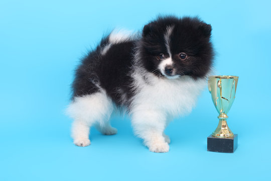 Spitz puppy winner