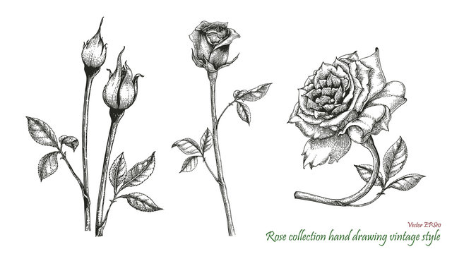Rose hand drawing engraving style