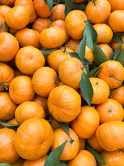 Fototapeta na wymiar Chinese small cumquat oranges