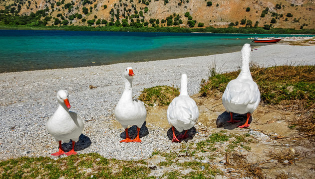 Geese at lake Kournas Crete