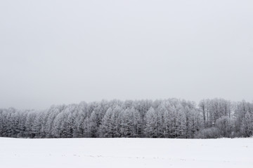 White winter landscape in the forest.