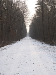 Forrest path leading into the distance through a pine forrest with light snow cover, Germany 2017