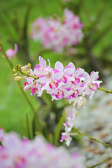 Closed up pink and white orchid in the garden