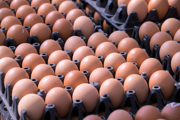 Food - Eggs on panel package group in market