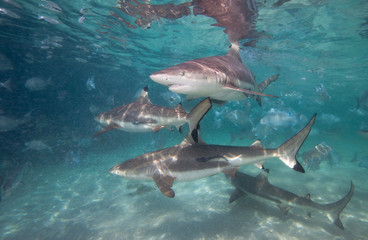Shark feeding dive in Raja Ampat, Indonesia.