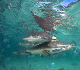 Fototapeta premium Shark feeding dive in Raja Ampat, Indonesia.