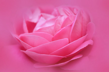 Beautiful Pink rose flower abstract nature background