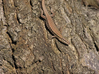 grey lizard