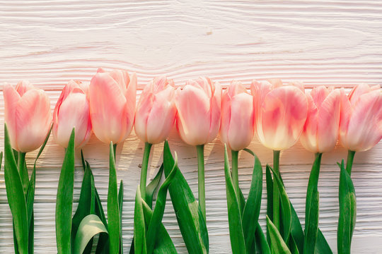 pink tulips on white rustic wooden background. spring top view of flowers in soft morning sunlight with space for text. hello spring. blogging concept