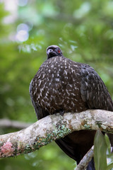 Close up of a Dusky legged guan from below, Atlantic forest, Itatiaia, Brazil