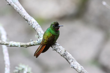 Brazilian ruby sitting on a branch in Atlantic forest, Itatiaia, Brazil