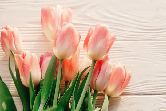 beautiful pink tulips on white rustic wooden background. tender view of spring flowers in soft morning sunlight with space for text. hello spring. blogging advertising concept