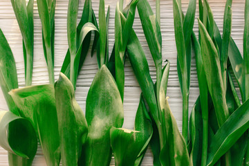 fresh green stems of tulips close-up on white wooden background. top view  of plants.