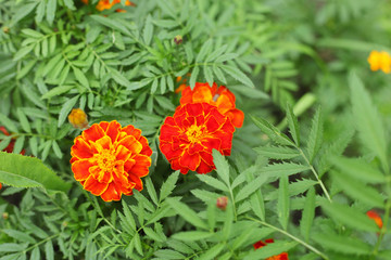 Marigolds