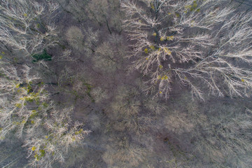 Deciduous forest from drone