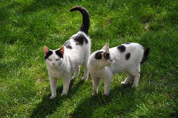 Naklejka na ściany i meble Two cats on green grass