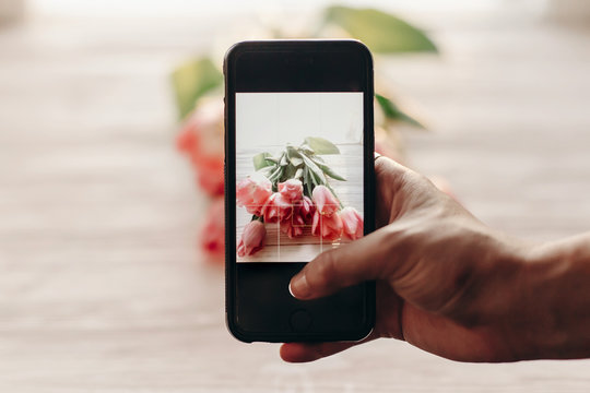 hand holding phone taking photo of stylish flowers, pink tulips on white wooden rustic background. spring fresh mood. instagram blogging workshop concept. space for text