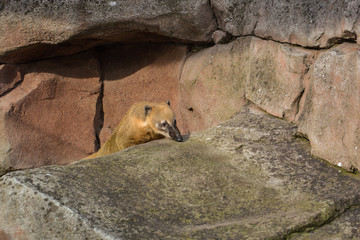Obraz premium Kleiner Nasenbär