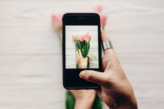instagram photographer, blogging workshop concept. hand holding phone and taking photo of stylish flower flat lay. pink tulips on white wooden rustic background.space for text