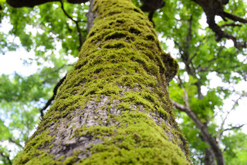 Fototapeta premium tree trunk with moss
