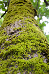 Fototapeta premium tree trunk with moss
