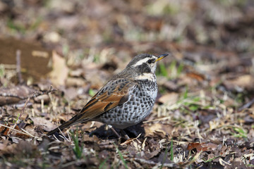 ツグミ(Dusky thrush)