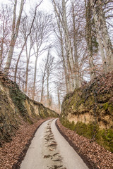 Hohlweg