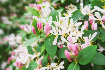Blooming Honeysuckles (Lonicera Caprifolium). Natural spring background with flowers in sunny day.