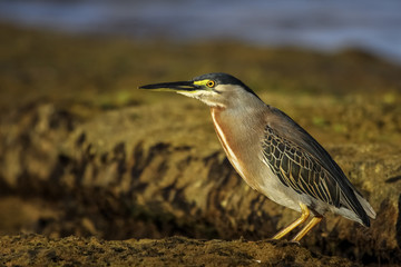 Striated heron looking for prey in shallow water, Praia do Forte, Bahia, Brazil