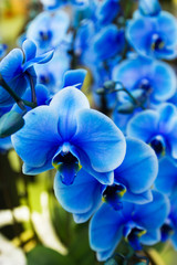 Fototapeta na wymiar Beautiful blue orchid on flower show. Flower in a pot