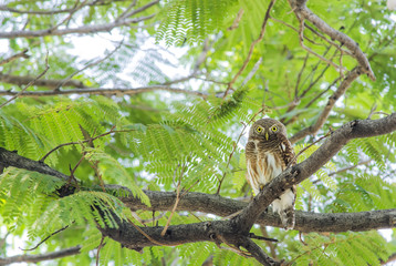 Asian Barred Owlet in Garden