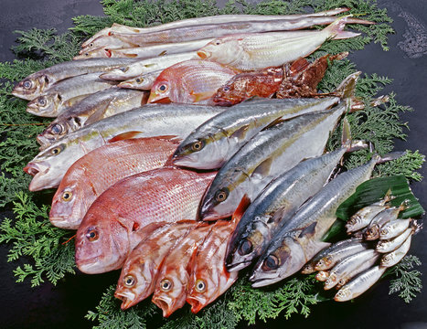 鮮魚大集合