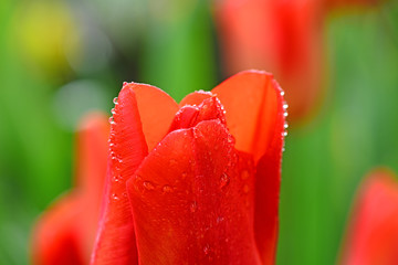 tulip