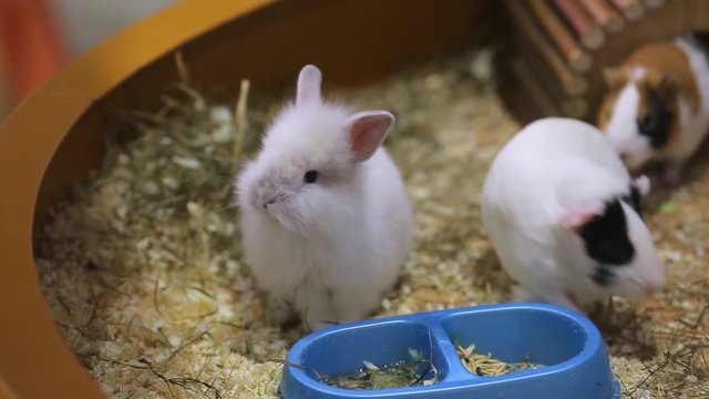 Dwarf rabbit and Guinea pigs eating food