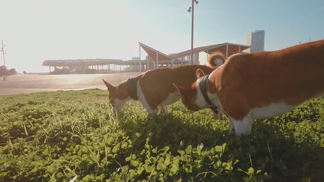 Two best buds, basenji teriers, walk in park and eat green fresh grass at sunny day