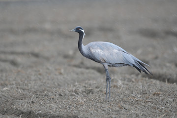 アネハヅル(Demoiselle Crane)