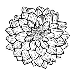 Aster flower icon. Vector line style