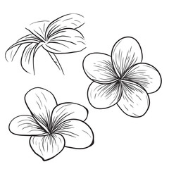 Plumeria frangipani tropical flower icon - 137774255